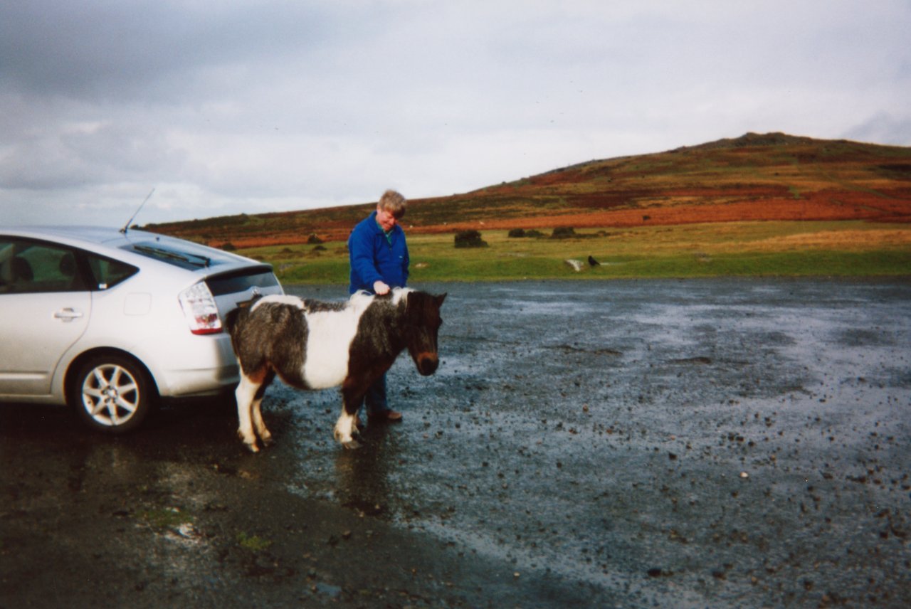 AandM UK trip 2006- Pregnant moor pony warming her backside